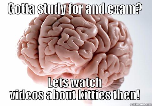 GOTTA STUDY FOR AND EXAM? LETS WATCH VIDEOS ABOUT KITTIES THEN! Scumbag Brain