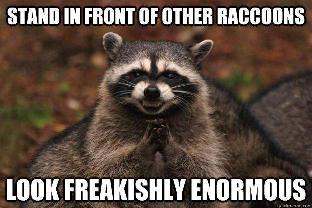 stand in front of other raccoons look freakishly enormous  - stand in front of other raccoons look freakishly enormous   Evil Plotting Raccoon