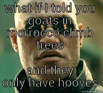 WHAT IF I TOLD YOU GOATS IN MORROCCO CLIMB TREES AND THEY ONLY HAVE HOOVES Matrix Morpheus