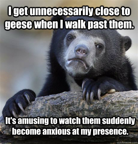 I get unnecessarily close to geese when I walk past them. It's amusing to watch them suddenly become anxious at my presence.  Confession Bear