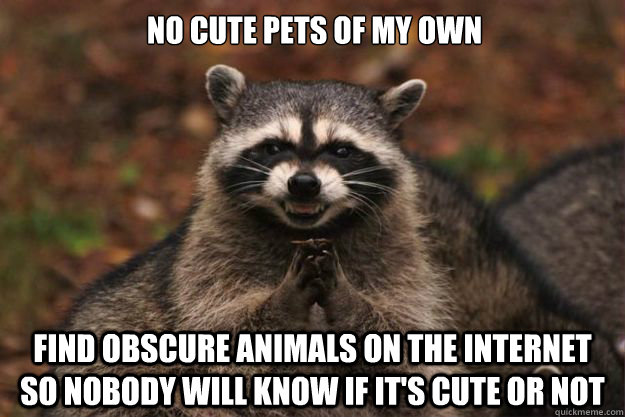 no cute pets of my own find obscure animals on the internet so nobody will know if it's cute or not  Evil Plotting Raccoon