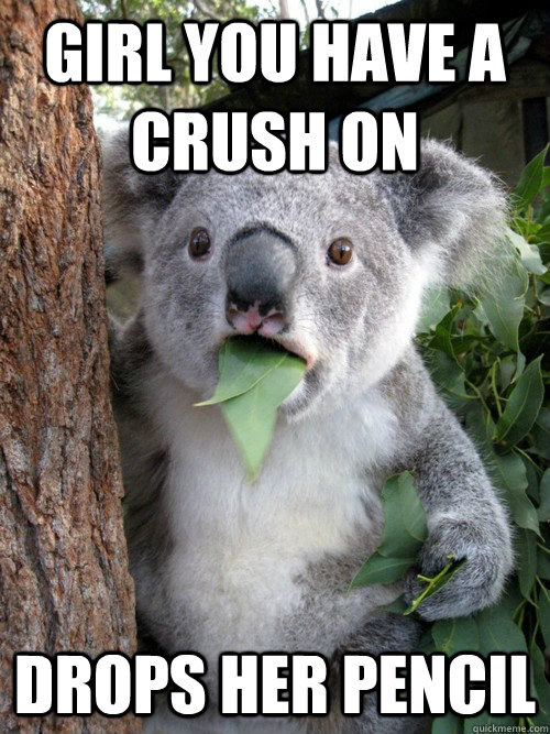 Girl you have a crush on Drops her pencil - Girl you have a crush on Drops her pencil  koala bear