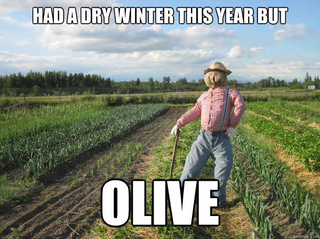 Had a dry winter this year but olive  Scarecrow