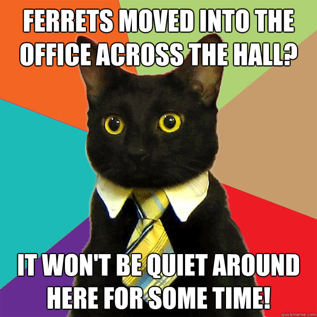 Ferrets moved into the office across the hall? It won't be quiet around here for some time!  Business Cat