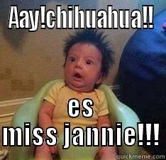 ay! wey! - AAY!CHIHUAHUA!! ES MISS JANNIE!!! Misc