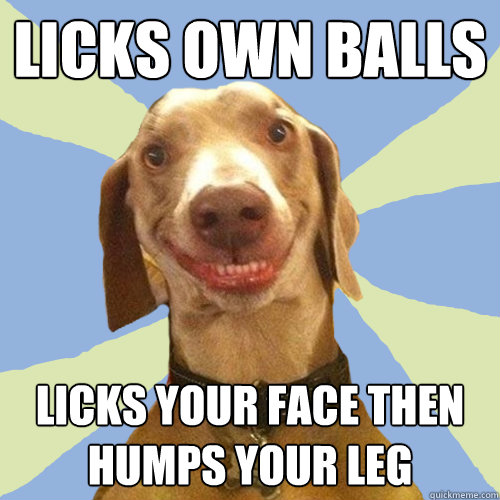 Licks own balls licks your face then humps your leg  Disgusting Doggy