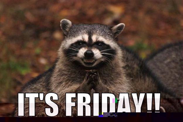  IT'S FRIDAY!! Evil Plotting Raccoon