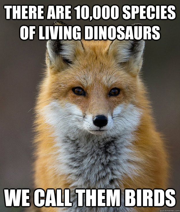 There are 10,000 species of living dinosaurs We call them birds - There are 10,000 species of living dinosaurs We call them birds  Fun Fact Fox