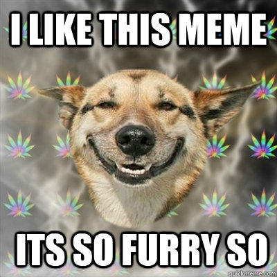 I like this meme  its so furry so  Stoner Dog