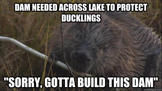 dam needed across lake to protect ducklings 