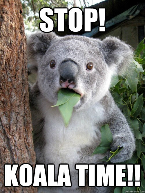 stop! koala time!! - stop! koala time!!  koala bear