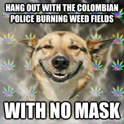 hang out with the colombian police burning weed fields with no mask  Stoner Dog