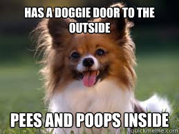 Has a doggie door to the outside Pees and poops inside  Scumbag dog