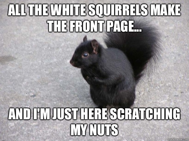 All the white squirrels make the front page... And I'm just here scratching my nuts - All the white squirrels make the front page... And I'm just here scratching my nuts  Misc