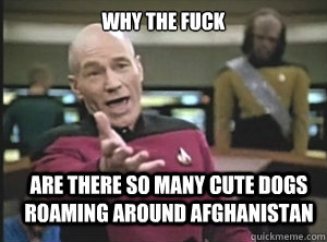 why the fuck Are there so many cute dogs roaming around afghanistan  Annoyed Picard