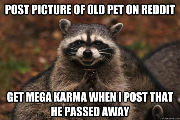 Post picture of old pet on reddit Get mega karma when I post that he passed away - Post picture of old pet on reddit Get mega karma when I post that he passed away  Evil Plotting Raccoon