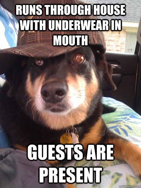 Runs through house with underwear in mouth guests are present  Scumbag dog