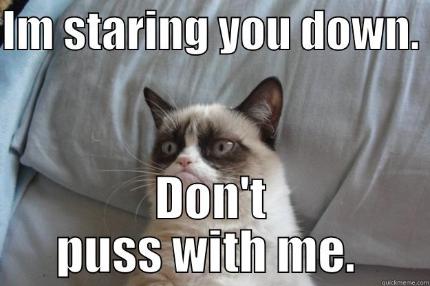 IM STARING YOU DOWN.  DON'T PUSS WITH ME.  Grumpy Cat