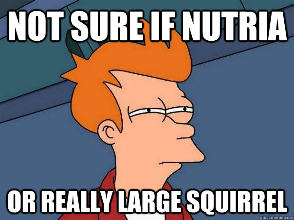 Not sure if nutria or really large squirrel  Futurama Fry