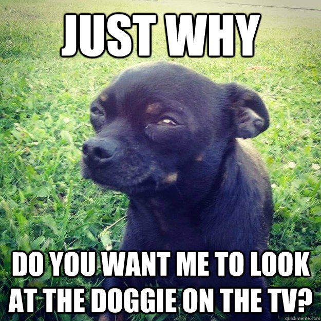 just why do you want me to look at the doggie on the tv? - just why do you want me to look at the doggie on the tv?  Skeptical Dog