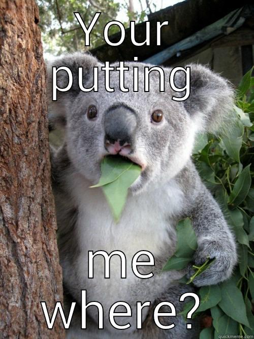 YOUR PUTTING ME WHERE? koala bear