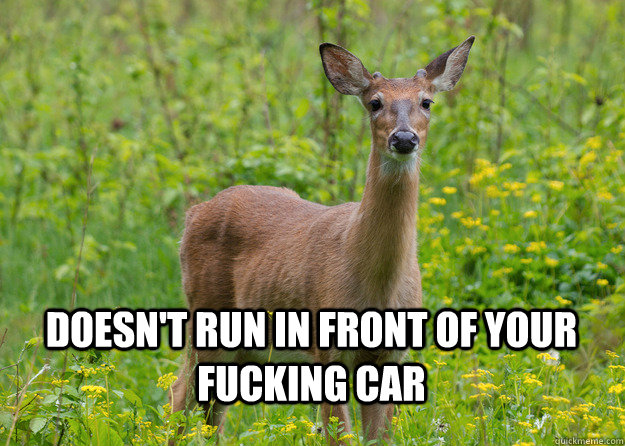  Doesn't run in front of your fucking car  Good Guy Deer