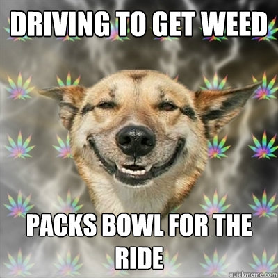 Driving to get weed Packs bowl for the ride  Stoner Dog