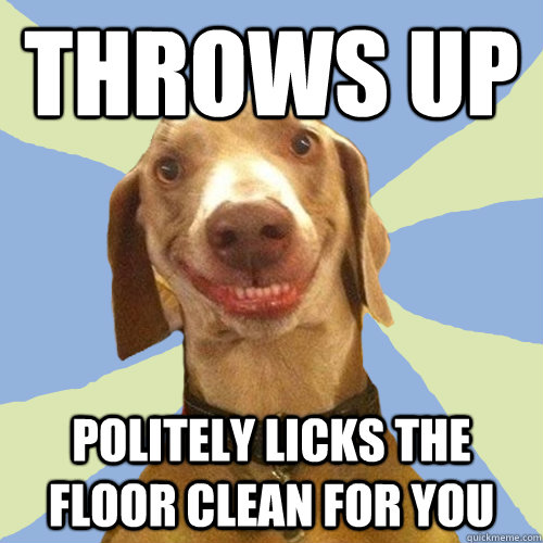 throws up politely licks the floor clean for you  Disgusting Doggy