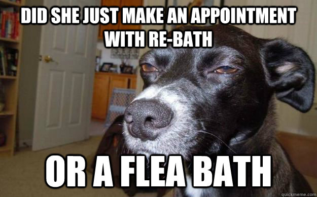 Did she just make an appointment with Re-Bath or a Flea Bath  Skeptical Mutt