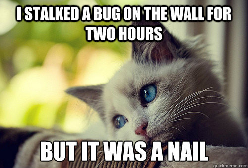 I stalked a bug on the wall for two hours but it was a nail  First World Problems Cat