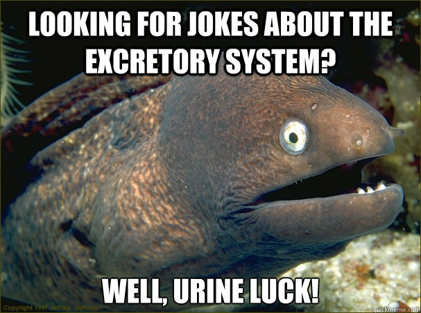 looking for jokes about the excretory system? well, urine luck! - looking for jokes about the excretory system? well, urine luck!  Bad Joke Eel