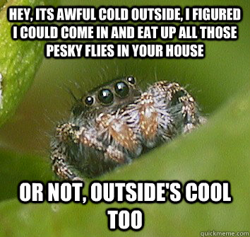 Hey, its awful cold outside, i figured I could come in and eat up all those pesky flies in your house Or not, outside's cool too  Misunderstood Spider