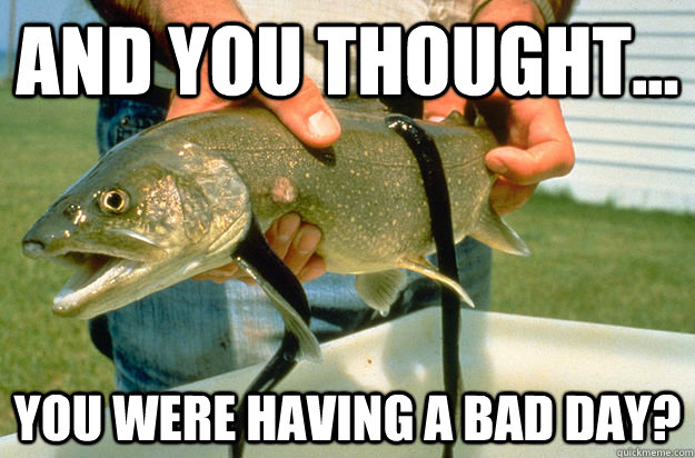 And You thought... you were having a bad day? - And You thought... you were having a bad day?  poor trout