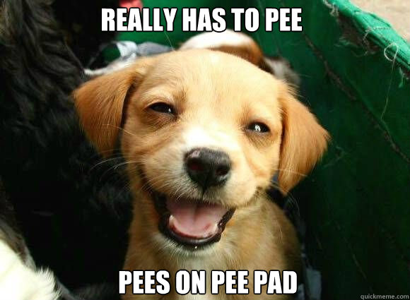 Really has to pee Pees on pee pad   