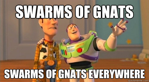 Swarms of Gnats Swarms of gnats everywhere - Swarms of Gnats Swarms of gnats everywhere  Buzz Kill