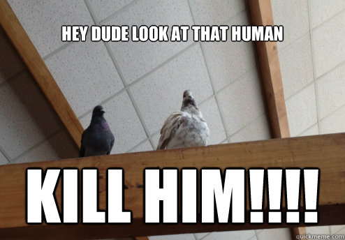 Hey dude look at that human KILL HIM!!!!  - Hey dude look at that human KILL HIM!!!!   Killer Pigeons