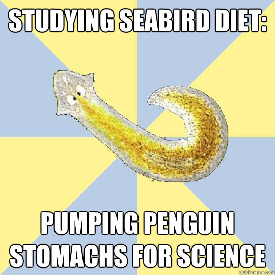 Studying seabird diet: Pumping penguin stomachs for science  Bio Major Planarian