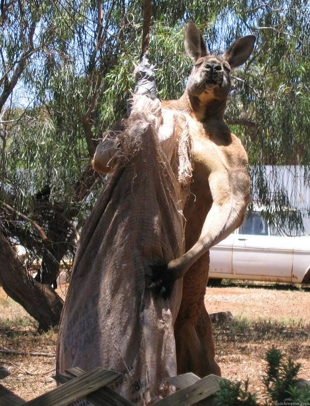    Buff Kangaroo