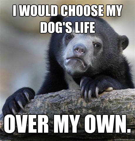 I WOULD CHOOSE MY DOG'S LIFE OVER MY OWN.  Confession Bear