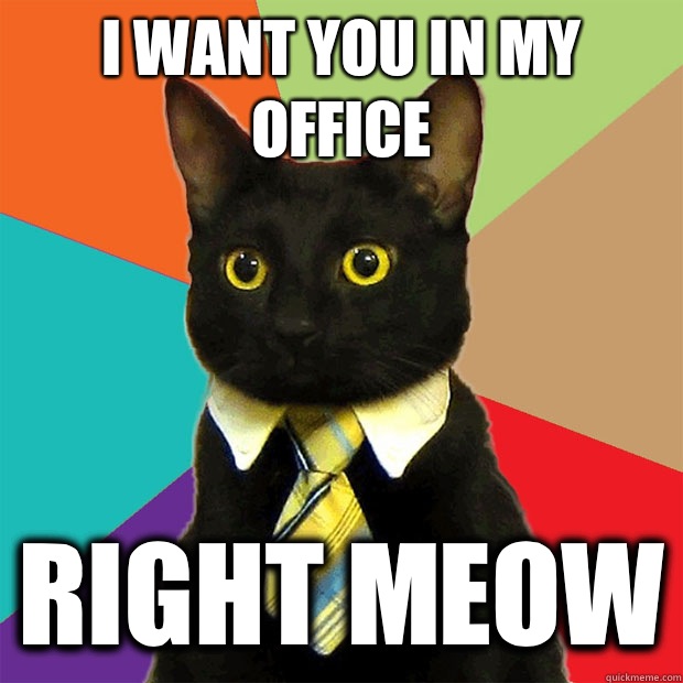 I want you in my office  Right meow  Business Cat