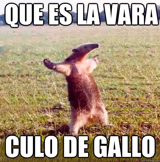 QUE ES LA VARA  CULO DE GALLO  oso hormiguero