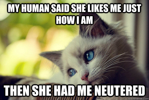 My human said she likes me just how I am then she had me neutered - My human said she likes me just how I am then she had me neutered  First World Problems Cat