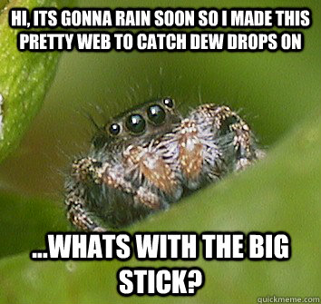 Hi, its gonna rain soon so i made this pretty web to catch dew drops on ...Whats with the big stick?  Misunderstood Spider