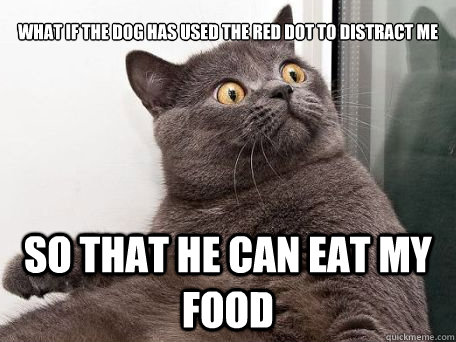 What if the dog has used the red dot to distract me  So that he can eat my food  conspiracy cat