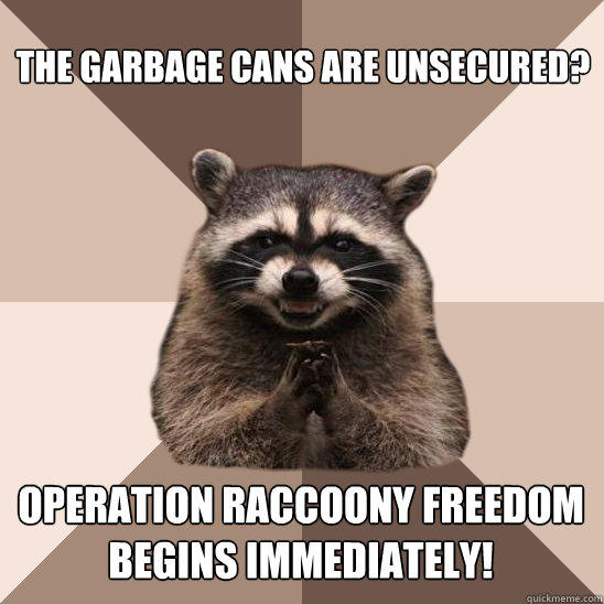 The garbage cans are unsecured? Operation Raccoony Freedom
begins immediately!  