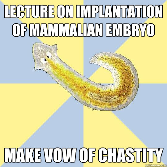 lecture on implantation of mammalian embryo  make vow of chastity - lecture on implantation of mammalian embryo  make vow of chastity  Bio Major Planarian