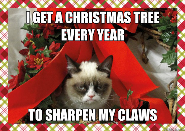 i get a christmas tree every year to sharpen my claws  