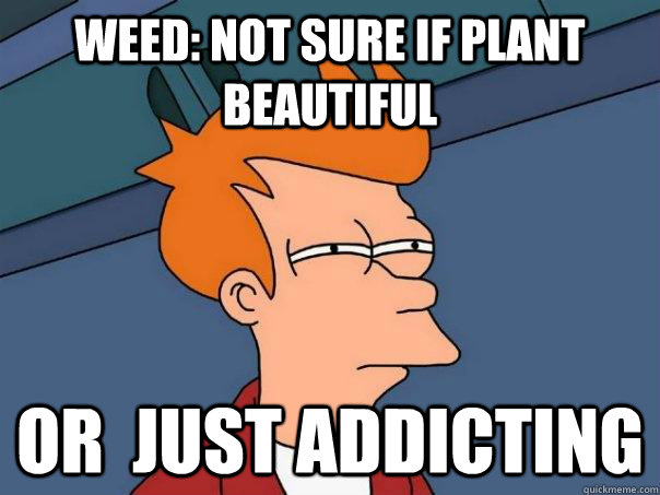 WEED: Not sure if plant beautiful   or  just addicting - WEED: Not sure if plant beautiful   or  just addicting  Futurama Fry