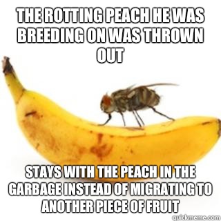 The rotting peach he was breeding on was thrown out Stays with the peach in the garbage instead of migrating to another piece of fruit  Good Guy Fruit Fly