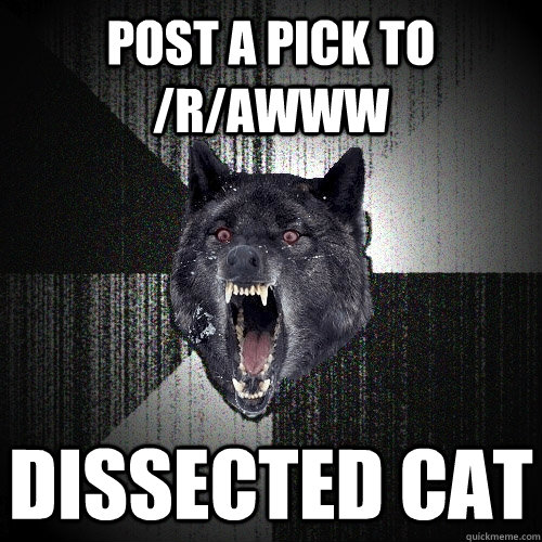 Post a pick to /r/awww Dissected Cat  Insanity Wolf